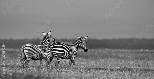 Zebras in the Lake Nakuru National Park  Kenya