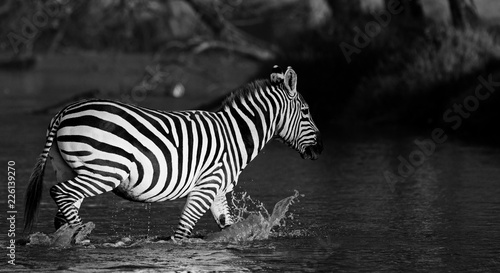 Zebras in the Lake Nakuru National Park  Kenya