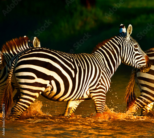 Zebras in the Lake Nakuru National Park  Kenya