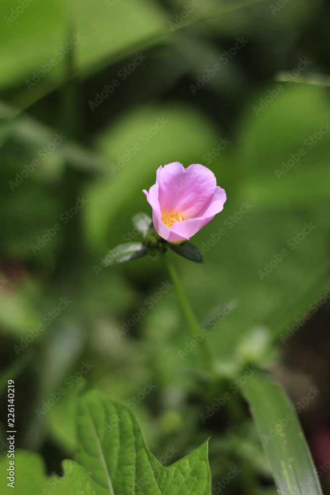 Flowers in the garden with leaves on a blurry green backdrop of natural beauty. 