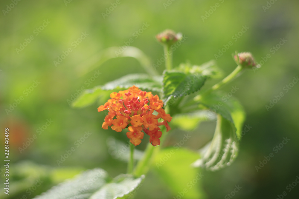 Flowers in the garden with leaves on a blurry green backdrop of natural beauty. Flowers in the garden with leaves on a blurry green backdrop of natural beauty.