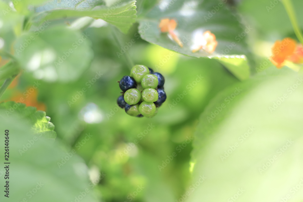 Flowers in the garden with leaves on a blurry green backdrop of natural beauty. Flowers in the garden with leaves on a blurry green backdrop of natural beauty.