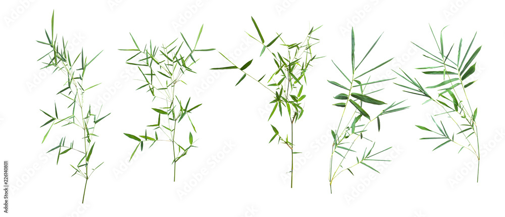 bamboo isolated on gray background with clipping path