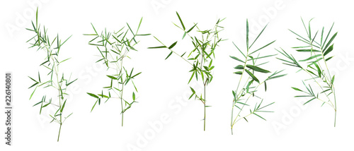 bamboo isolated on gray background with clipping path