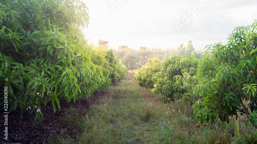 mango field of a flowering in tropical country. agricultural concept..