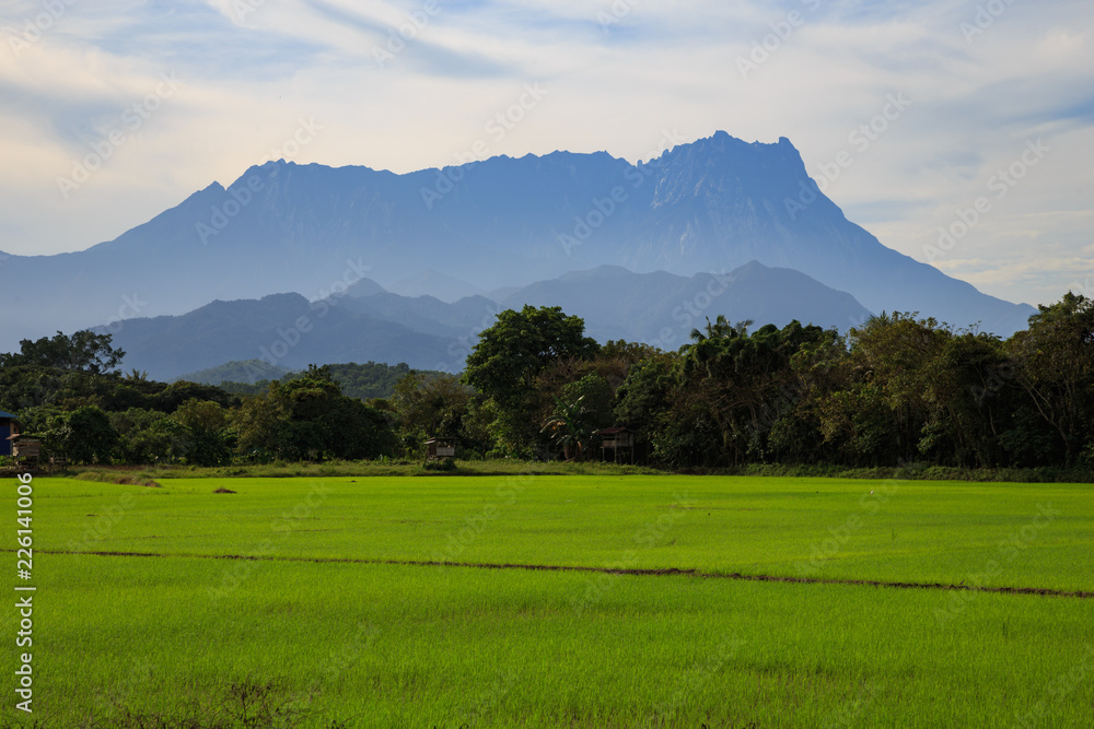 Beautiful Landscape view of young paddy field with Mount Kinabalu , Kota belud Sabah Malaysia. (Image contain soft focus and blur.)