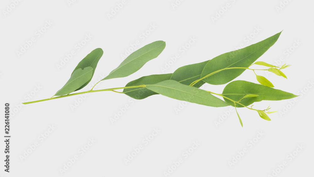 Obraz premium eucalyptus isolated on gray background with clipping path..