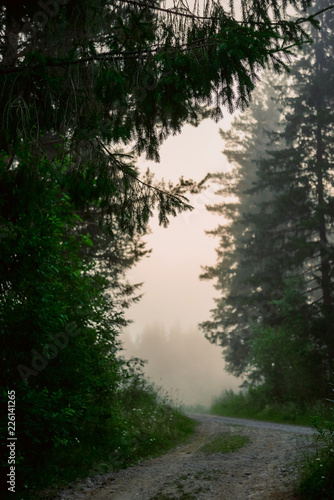 Natural background  landscape  morning fog on the river in the forest  at dawn on a summer day. Soft focus.