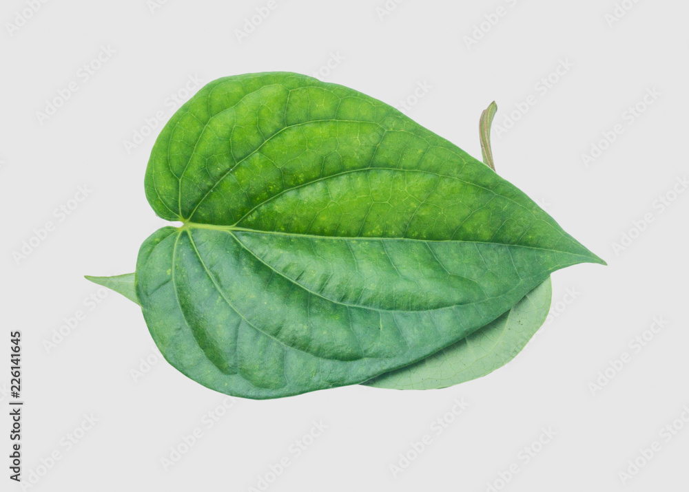 Obraz premium Green betel leaf isolated on the gray background with clipping path.