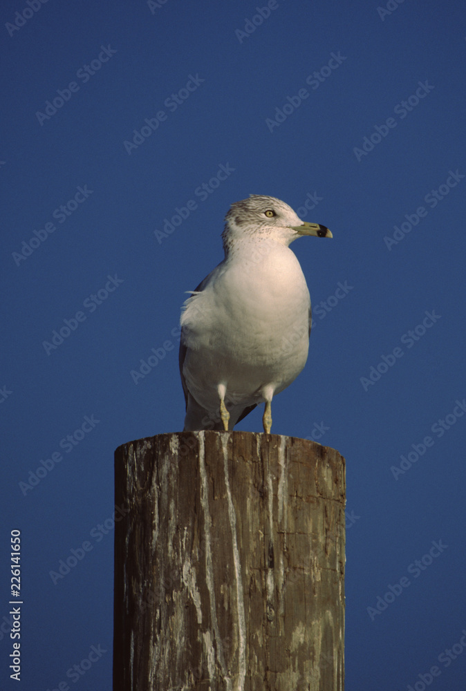 Ring-Billed Gull (Larus Delawarensis) Ring-Billed Gull (Larus Delawarensis)