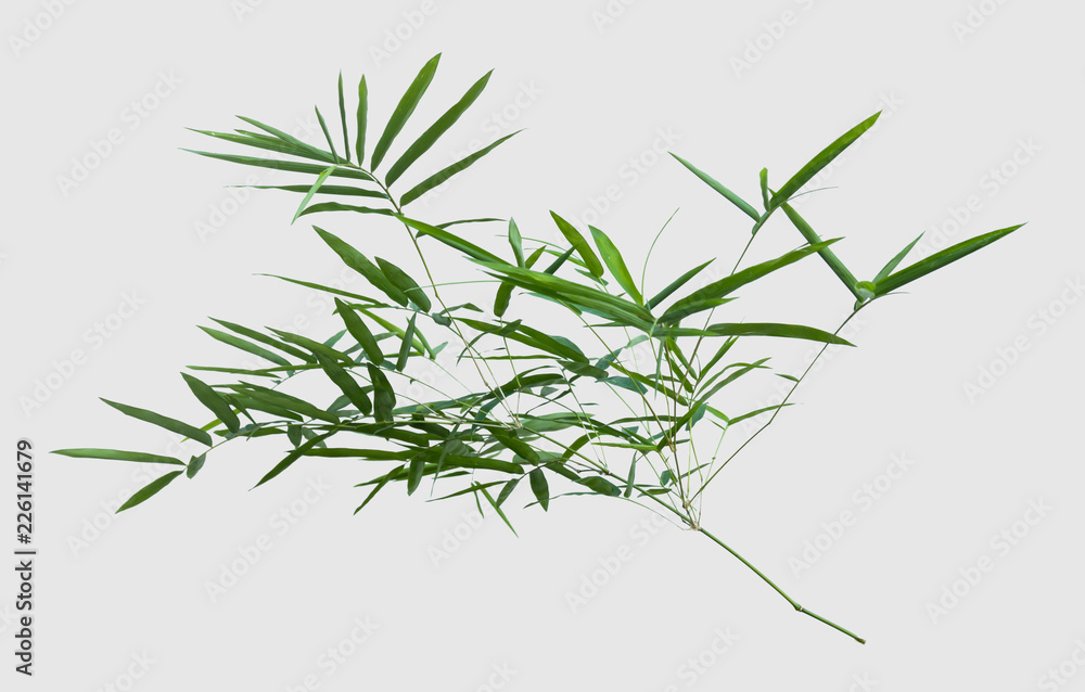 bamboo isolated on gray background with clipping path bamboo isolated on gray background with clipping path