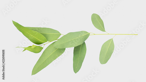 eucalyptus isolated on gray background with clipping path.. © bumbumbo