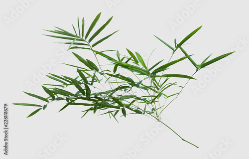 bamboo isolated on gray background with clipping path © bumbumbo