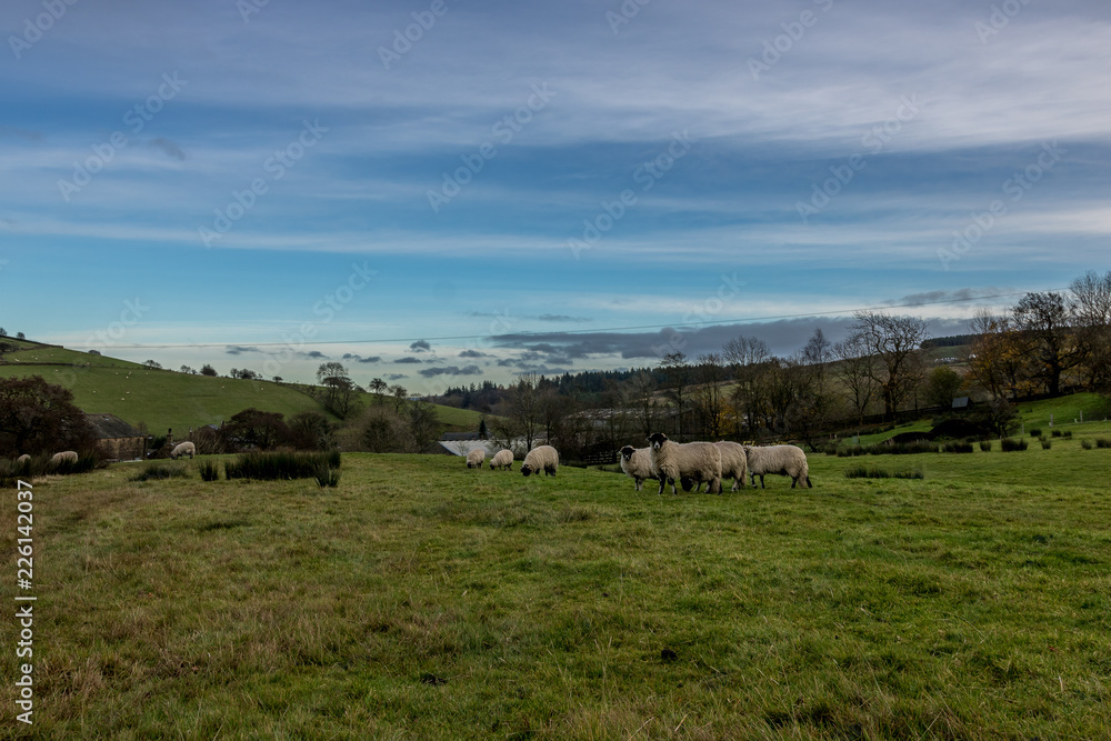 Fototapeta premium Sheeps inside farm land with path captured during sunset with colorful sky