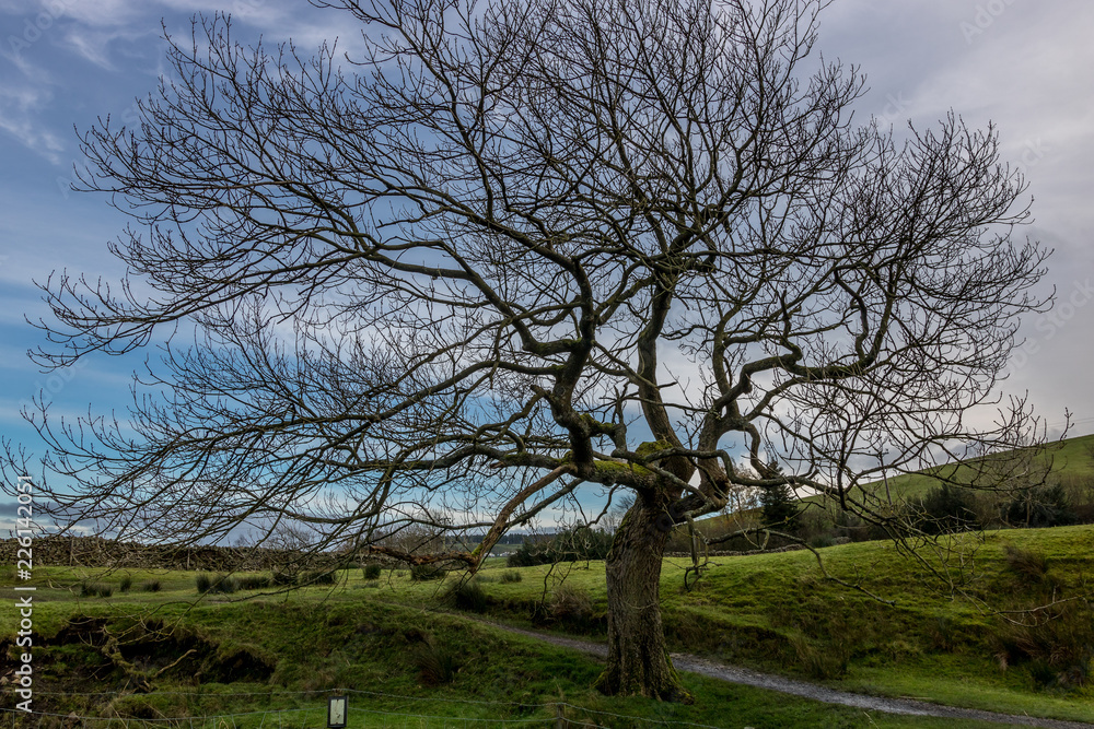 Huge alone tree captured during sunset with colorful sky