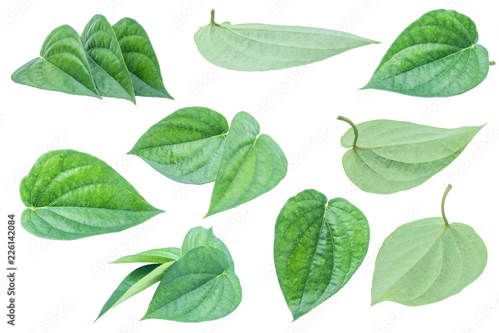 Fototapeta premium Green betel leaf isolated on the gray background with clipping path.