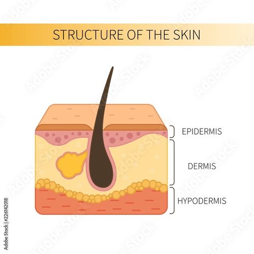 Structure of the human skin.  Epidermis, dermis and hypodermis.