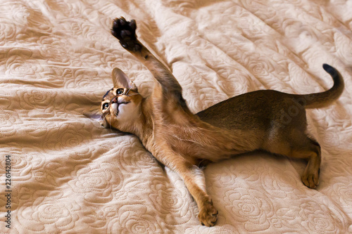 abyssinian cat plays with toy long ears and short hair
