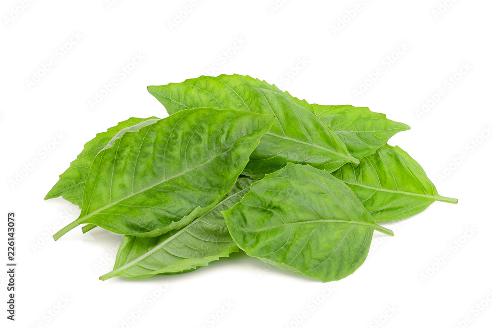 pile of basil leaf isolated on white background pile of basil leaf isolated on white background