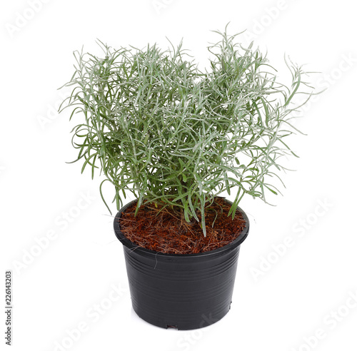 curry plant herb in the balck pot isolated on white background