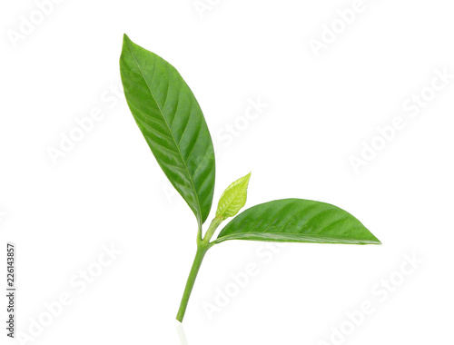 green leaf isolated on white background