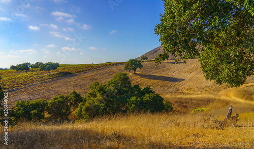Oak trees in a vineyard in California wine country