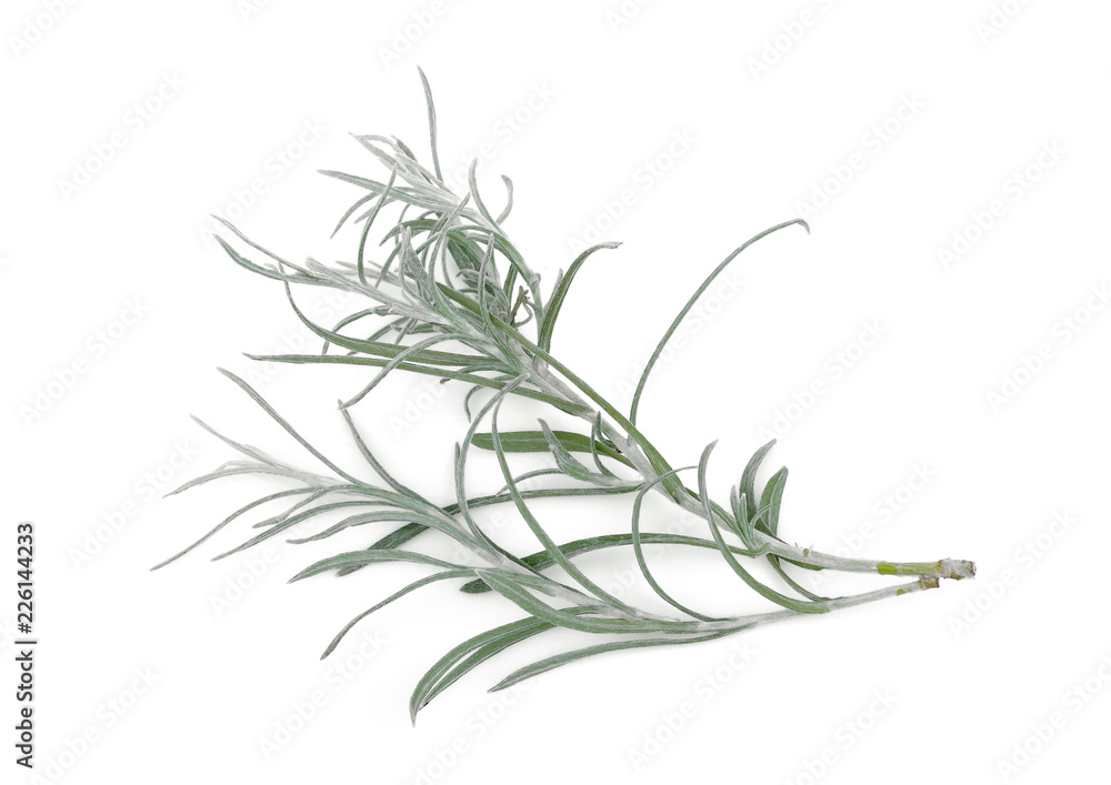curry plant leaf isolated on white background curry plant leaf isolated on white background
