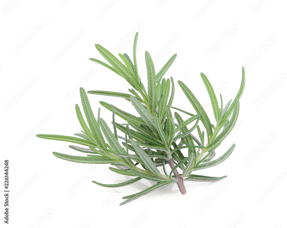 Fototapeta premium rosemary isolated on white background