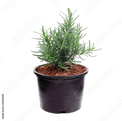 rosemary growing in the black pot isolated on white background