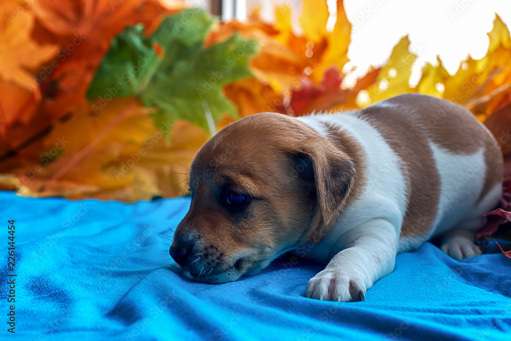 puppy Jack Russell in autumn leaves