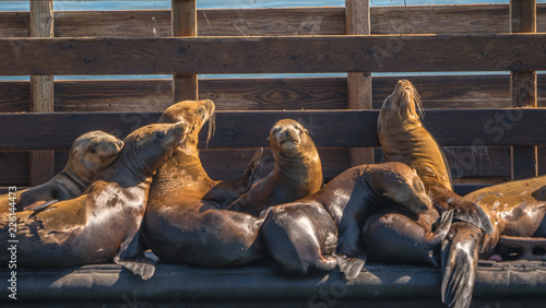 Fototapeta Naklejka Na Ścianę i Meble -  California sea lions resting on a dock in Avila beach california. 