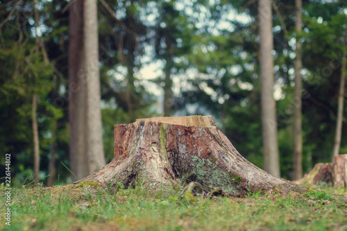 Wood stub