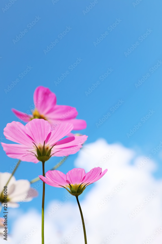 Beautiful cosmos flowers against blue sky. Meadow plant Beautiful cosmos flowers against blue sky. Meadow plant