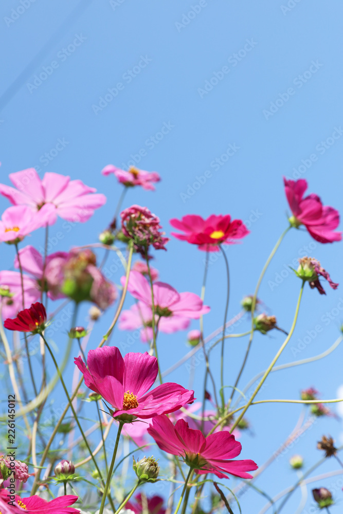 Beautiful cosmos flowers against blue sky. Meadow plant