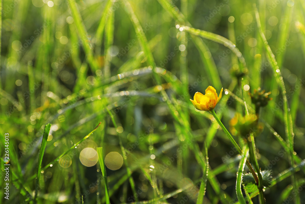 Green meadow with wild flower on summer day, closeup Green meadow with wild flower on summer day, closeup