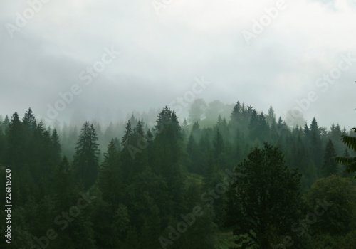 Malowniczy widok górskiego lasu w mglisty poranek