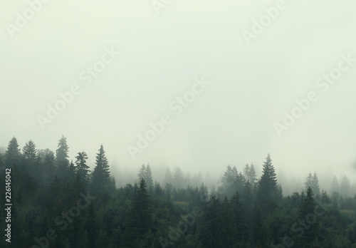 Fototapeta Naklejka Na Ścianę i Meble -  Picturesque view of mountain forest covered with fog