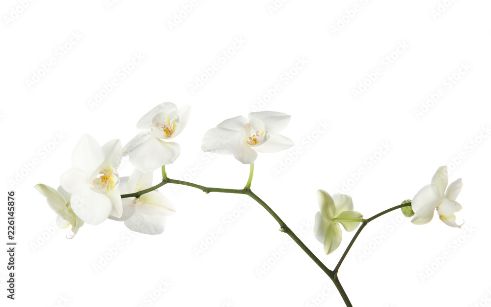 Fototapeta premium Branch with beautiful orchid flowers on white background. Tropical plant