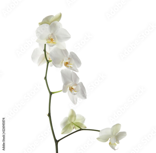 Fototapeta Naklejka Na Ścianę i Meble -  Branch with beautiful orchid flowers on white background. Tropical plant