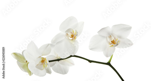 Branch with beautiful orchid flowers on white background. Tropical plant