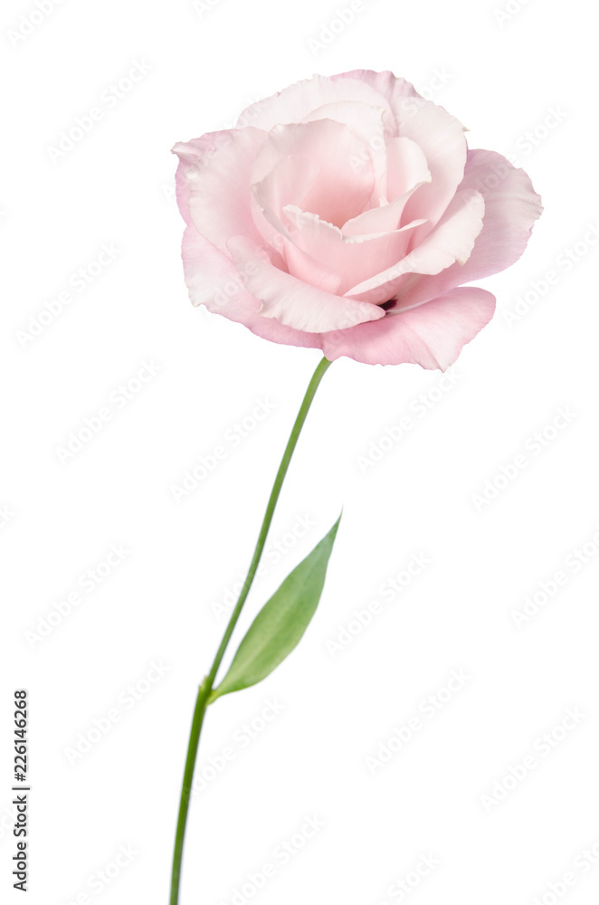 Beautiful Eustoma flower isolated on white background