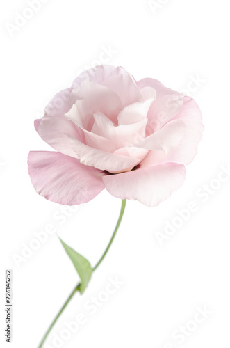 Fototapeta Naklejka Na Ścianę i Meble -  Beautiful Eustoma flower isolated on white background