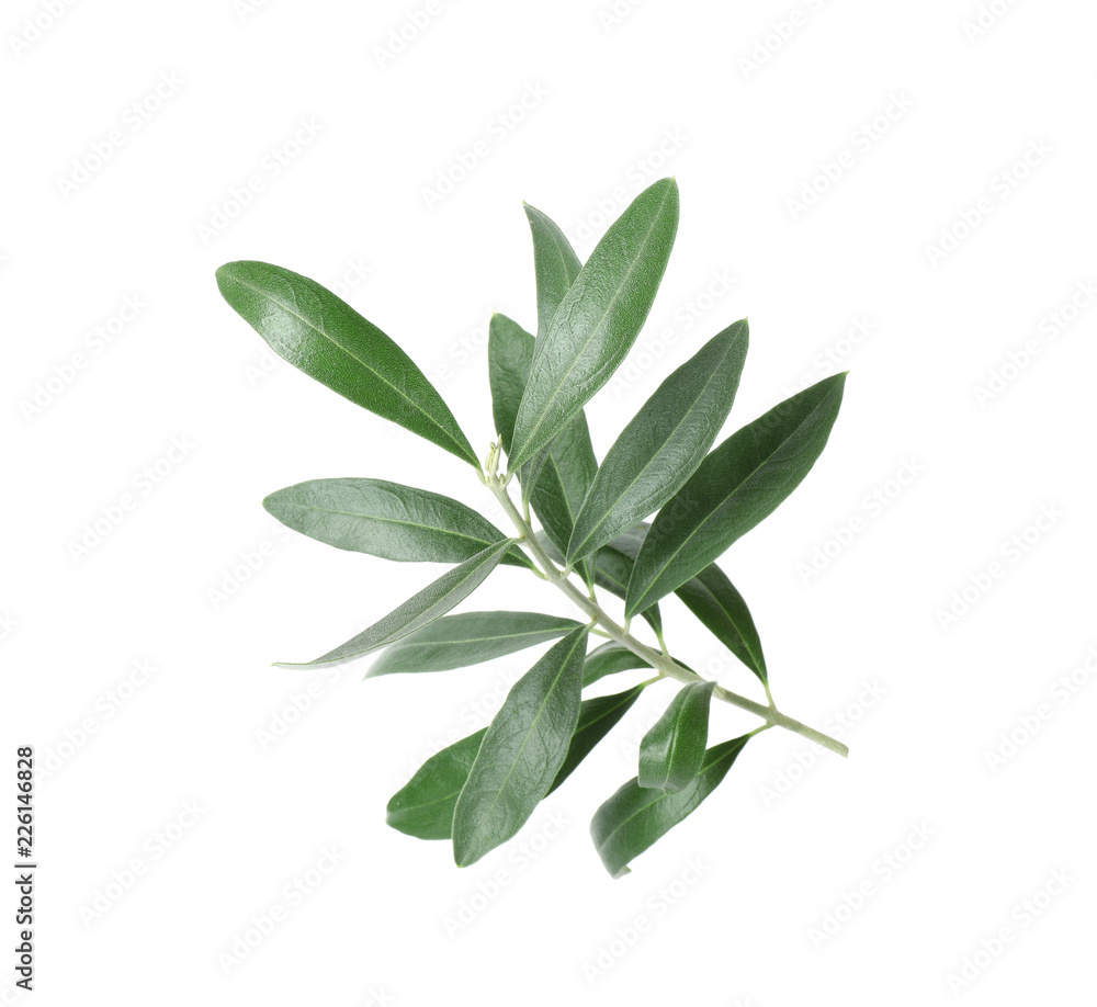Twig with fresh green olive leaves on white background Twig with fresh green olive leaves on white background