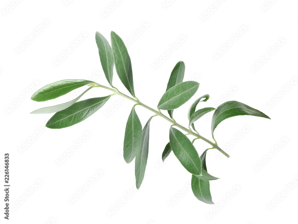 Twig with fresh green olive leaves on white background Twig with fresh green olive leaves on white background