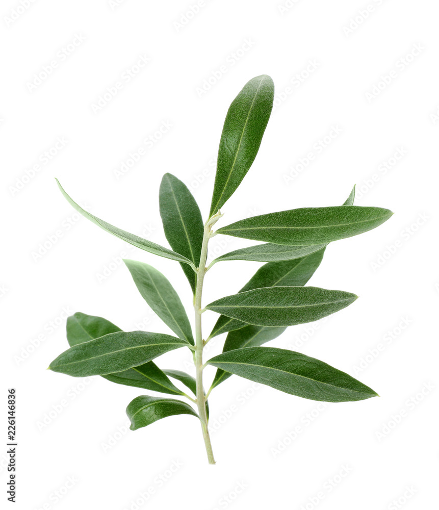 Twig with fresh green olive leaves on white background