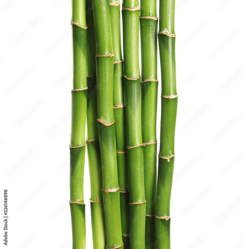 Fototapeta premium Beautiful green bamboo stems on white background