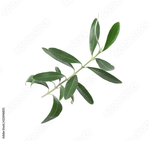Twig with fresh green olive leaves on white background