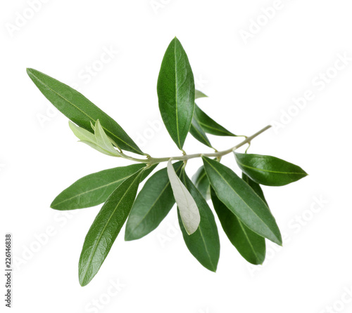 Twig with fresh green olive leaves on white background