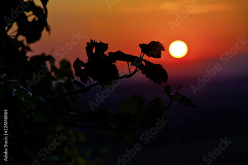 Weinberge Reben Sonnenuntergang