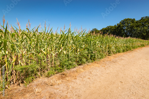 Corn field landscape.